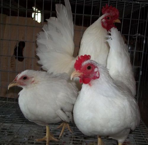 SERAMA SILKIES &amp; AND WHITES 12+ Serama Hatching Eggs NPIP INSPECTED