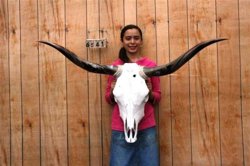 Steer skull long horns 4&#039; 2&#034; cow bull skulls horn h6541 for sale