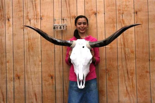 STEER SKULL LONG HORNS 4&#039; 2&#034; COW BULL SKULLS HORN H6541