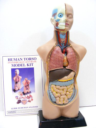 19 inch Anatomical Human Unisex Torso Anatomy Medical Model