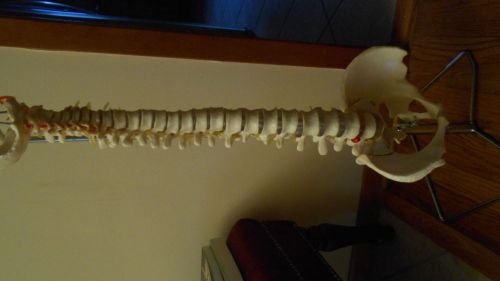 Anatomy Spine with Pelvis on Metal Stand
