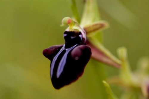 Fresh Premium Ophrys &#034;mammosa&#034; (Bee Orchid)-(10+ Seeds) WOW, L@@K!!!!!!!