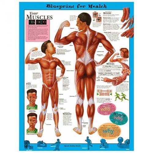 YOUR MUSCLES (AGES 8-12), LAMINATED ANATOMICAL CHART, 20 X 26