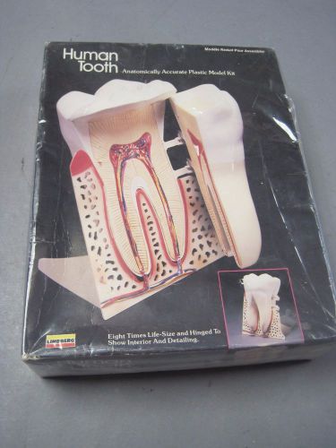 Vintage Human Tooth Model Anatomically Correct Plastic Model Kit Display Nice