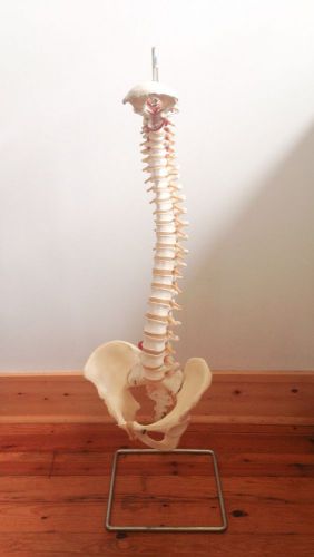 Vintage Life Size Scientific Flexible Chiropractic Human Spine Anatomical Model