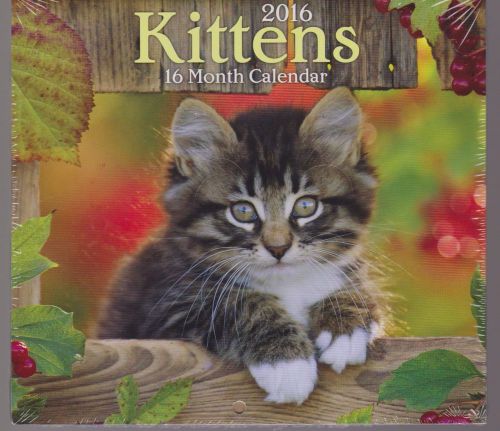 Mini Wall 16 Month Kittens Calendar Cats, Kitten, Cat, New Sealed