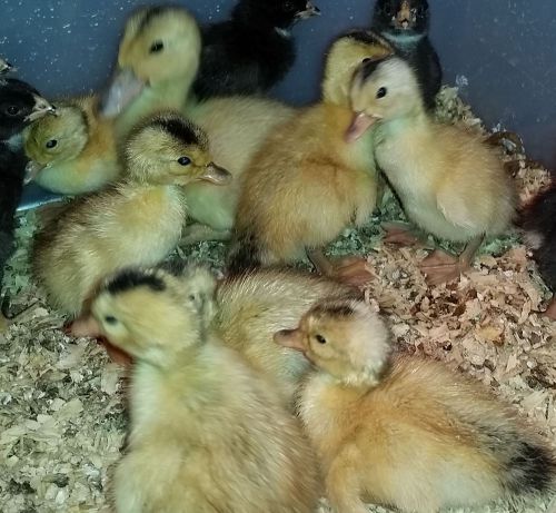 12 (plus Extras) Silver Appleyard Ducks Hatching Eggs