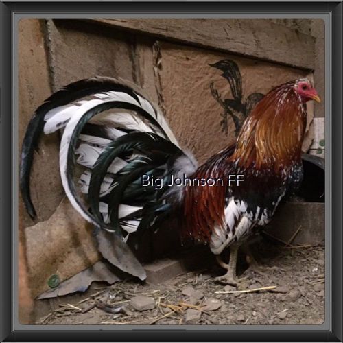 GAMEFOWL HATCHING EGGS SIX (6) Richard Bates Hatch BIG JOHNSON FOUNDATION FOWL