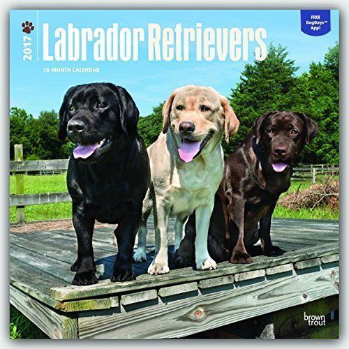 2017 Monthly Wall Calendar - Labrador Retrievers