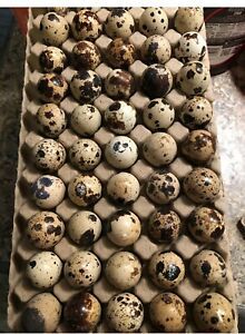 100 Fresh Jumbo Coturnix Fertile Eggs NPIP Excellent Hatch rate!