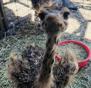 1 Ostrich Hatching Egg Please Read Entire Listing Before Bidding :)