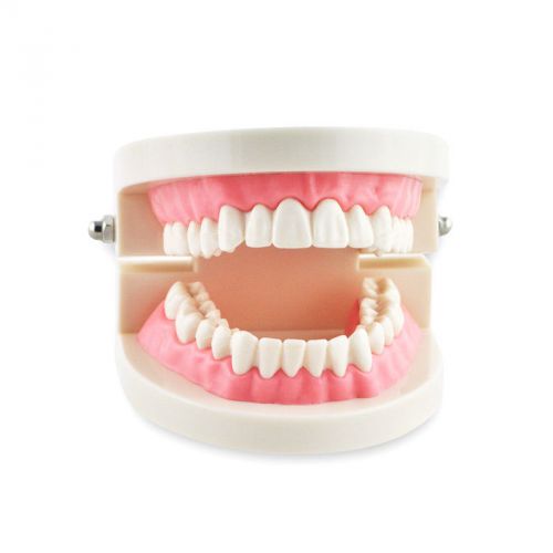2014 new dental dentist flesh pink gums standard teeth tooth teach model 1 piece for sale