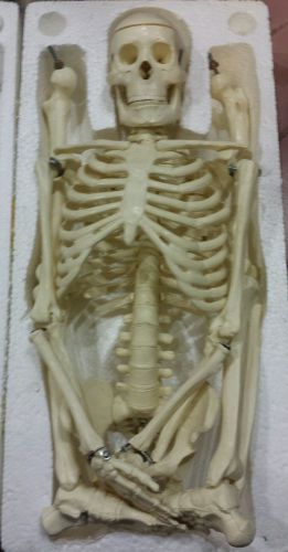 Mr. Thrifty Skeleton Anatomy Model skull crypt gaff freak show display.