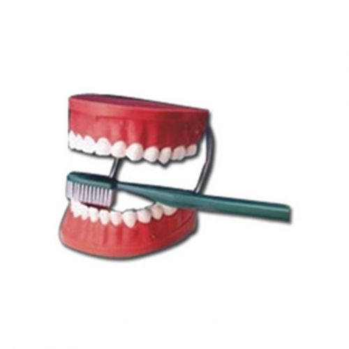 Dental Care Model 003