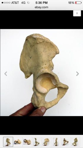 Human Pelvis Bone, Right Male