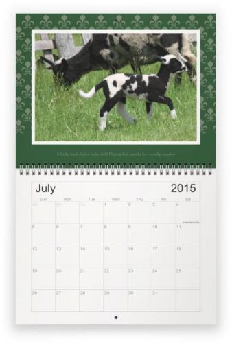 Jacob Sheep Calendar 12 month 2015