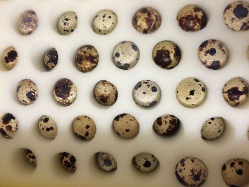 96+8 assorted jumbo coturnix quail hatching eggs, urban egger co-operative, npip for sale