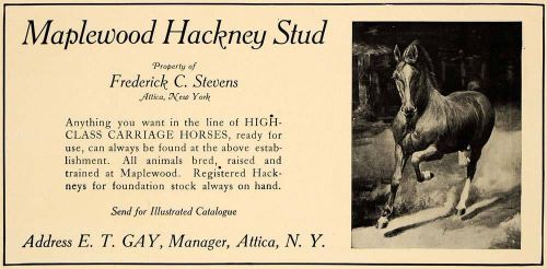 1907 ad maplewood hackney stud carriage horse attica - original advertising cl4 for sale