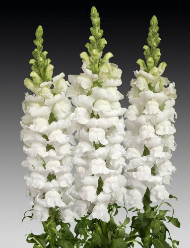 SALE,,,Fresh Snowflake White Snapdragon (10+ Seeds) House or Bedding Plant.WOW!!