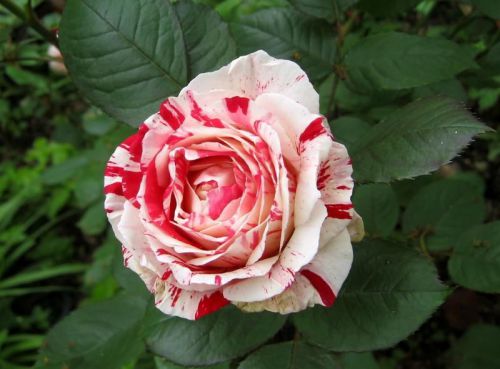 Fresh Rare CANDY STRIPE ROSE (10 Seeds) Beautiful Striped Roses..Hardy..WOW!!!