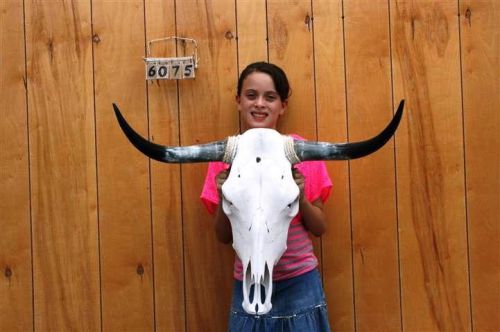 Steer skull and 2&#039; 6&#034; long horns cow longhorns h6075 for sale