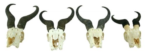 South African Springbok Antelope Set of 4 Skulls w/ Horn Caps