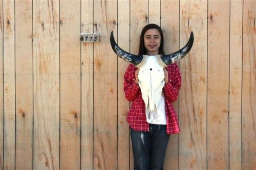 Steer skull long horns 1&#039; 11&#034; cow bull skulls horn h6775 for sale
