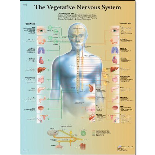 3b scientific vr1610uu glossy paper the vegetative nervous system anatomical cha for sale