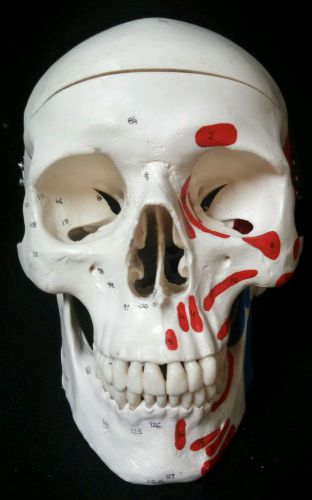 3B Scientific - A23 Painted Classic Human Skull Anatomical Model, 3 Part (A 23)