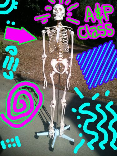 Anatomical skeleton - life size - anatomy &amp; physiology for sale