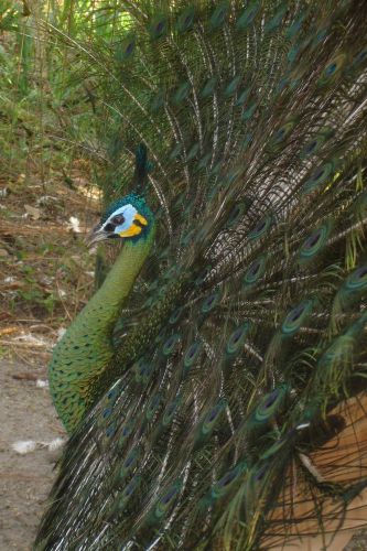 2  PEACOCK PEAFOWL HATCHING EGGS- JAVA MUTICUS MALE &amp; WHITE PEAHENS- pre sale
