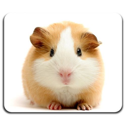 New! Guinea Pig Little Friend Home Pet Rodent Cool Computer Mouse Pad Washable