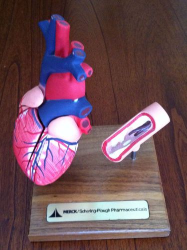 Merck Pharmaceuticals - Human Model Heart &amp; Artery Section Anatomical Great Cond