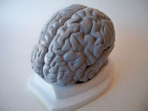 Anatomical Human Brain Model &amp; Stand solid 4lbs 5 pieces