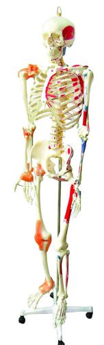 Vision Scientific Human Skeleton with Half Ligaments,Muscles and Dust Cover