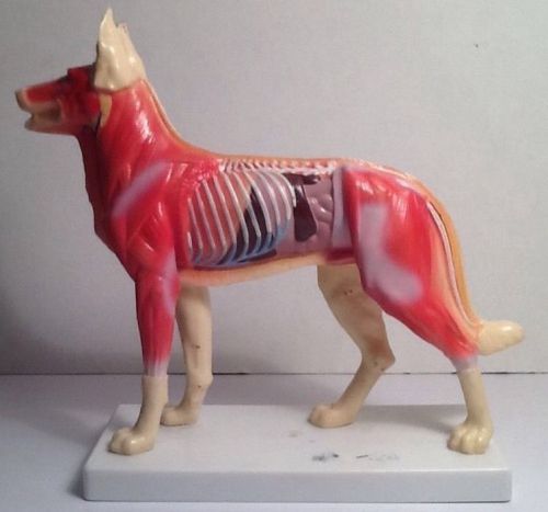 Acupuncture Dog Anatomy Medical Veterinary Model