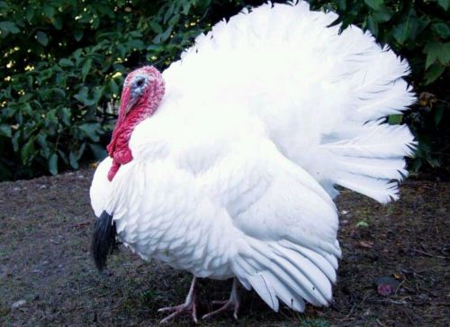3 Plus Rare Midget White turkey hatching eggs