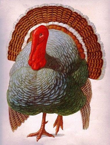 30 Custom Thanksgiving Turkey Personalized Address Labels