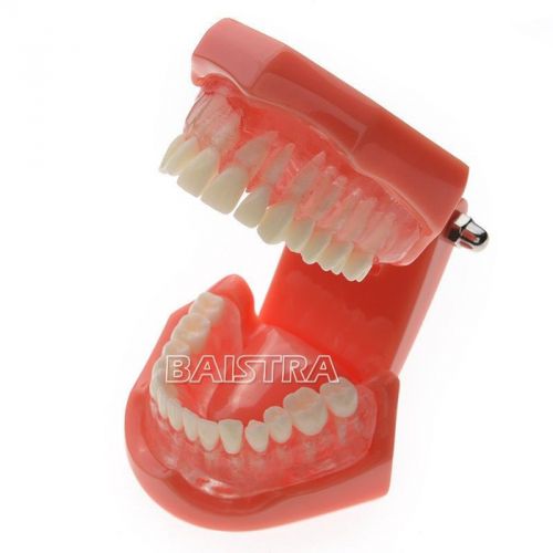 Dental Study Teach Model Standard Model Removable Teeth ZYR-7005