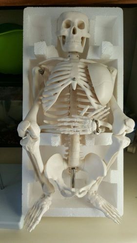 Anatomy Skeleton W/stand