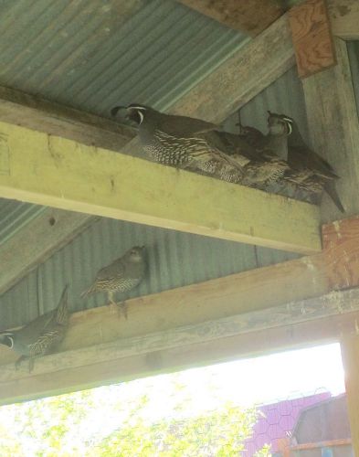 24 California Valley Quail Hatching Eggs