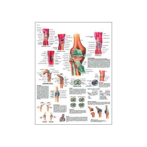 3B Scientific VR3174UU Glossy Paper La Articulacion De La Rodilla Anatomical 20&#034;