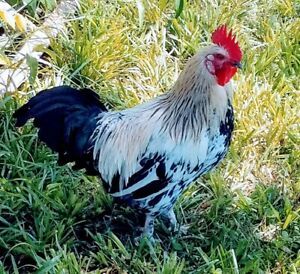18 Fertile Hatching Chicken Eggs
