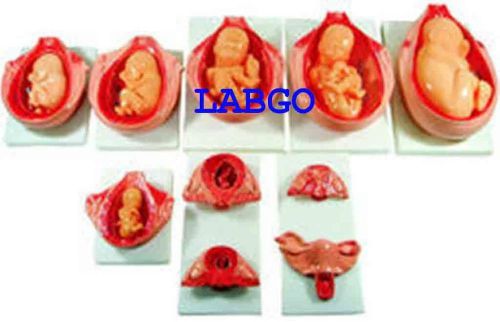 Stages of Development of Embryo 0030