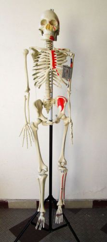 Life Size HUMAN SKELETON ANATOMICAL MODEL Medical &amp; General Teaching AIDS -kayco