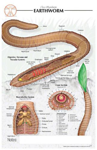 11 x 17 post-it -earthworm poster - biological chart for sale