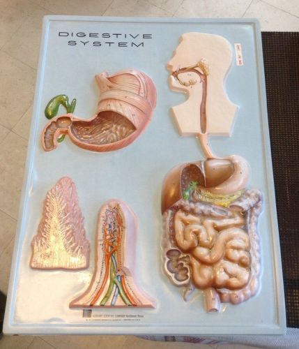 Hubbard Scientific - Vintage 3D Visual Aid Digestive System Anatomical Model