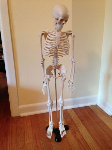 Mr. Thrifty Anatomy Skeleton