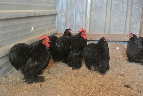 15 BLACK COCHIN BANTAM hatching eggs SUPER SHOW QUALITY BIRDS