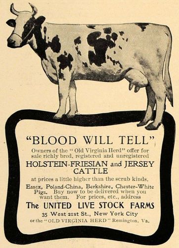 1905 ad holstein friesian jersey united live stock farm - original cl7 for sale